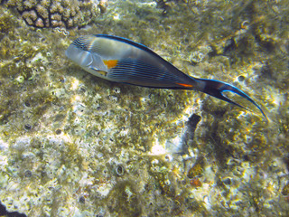 Shohal surgeon fish (Acanthurus sohal)