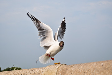 seagull