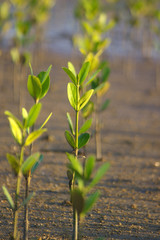 Young mangroves