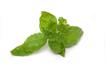 Basilikum und Petersilie