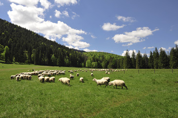 Obraz premium Sheeps on opening in high Tatra mountain