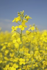 Flowering Canola, Alberta, Canada