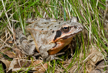 Frog 11