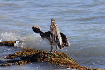 Pelikan am Strand von Key West.Key West