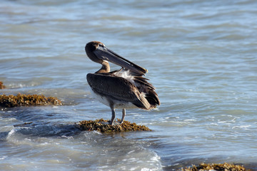 Pelikan am Strand von Key West.Key West.
