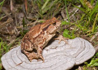 Toad on tinder 1