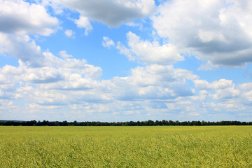 mellow rape field and cloudy blue sky