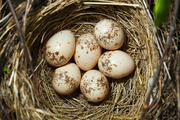 Naklejka na ściany i meble Common Shrike, Lanius collurio. Nest with eggs