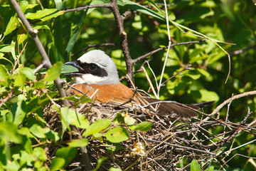 Common Shrike, Lanius collurio, male