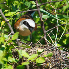 Common Shrike, Lanius collurio, male