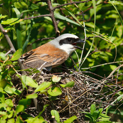 Common Shrike, Lanius collurio, male