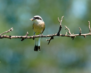 Common Shrike, Lanius collurio, male