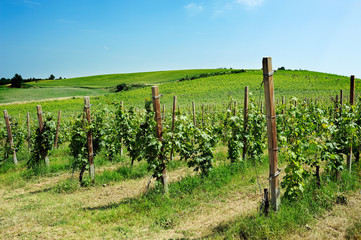 vigneto in estate