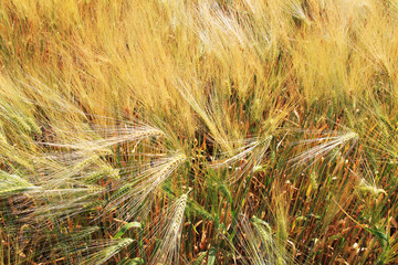 Detail of the Field of ripe Grain