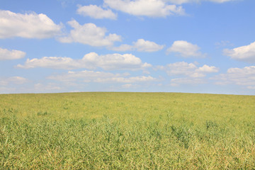 Summer Landscape with Field of Rape