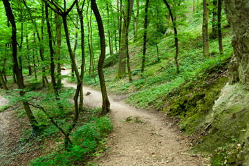 Fototapeta na wymiar path in a forest