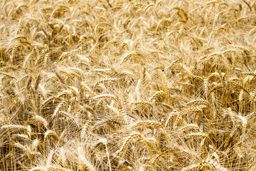 corn-field