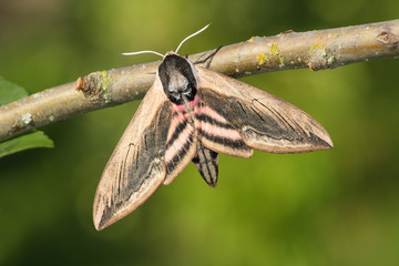 Fototapeta premium Hawk moth (Sphinx ligustri)