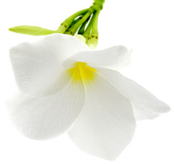 Fototapeta na wymiar fleur blanche de frangipanier, fond blanc