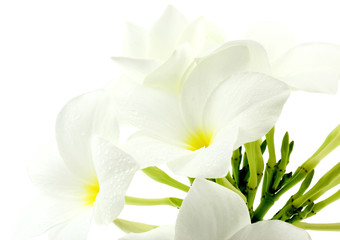 bouquet de fleurs blanches de frangipanier, fond blanc