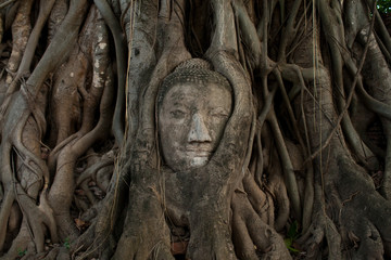 Head of Buddha Statue in Tree