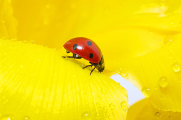 ladybug