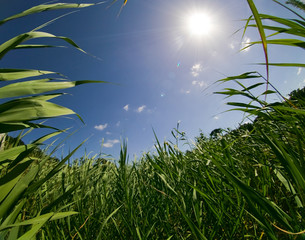 flowers growing over blue sky background. Wide angle view
