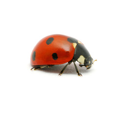 Ladybug on  white