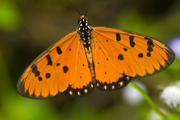 orange butterfly
