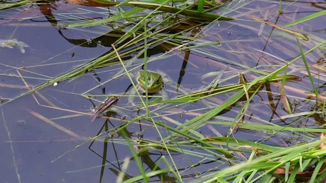 Quakender Frosch Nahaufnahme