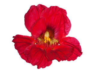 red nasturtium flower on white