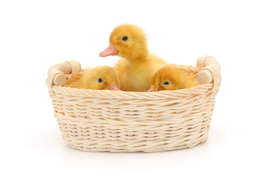 Ducklings in a basket.