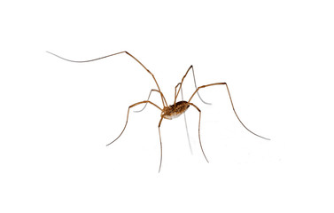 isolated spider with long legs