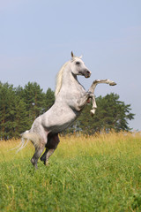 white arab stallion