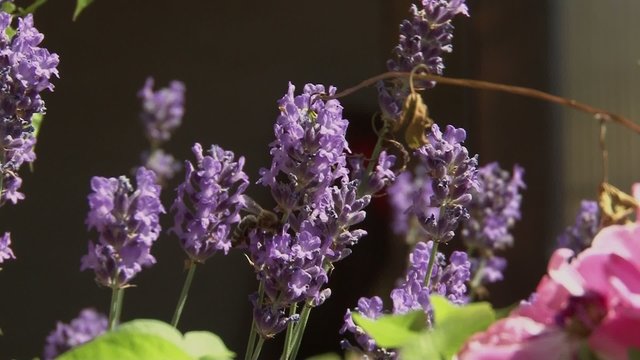 Abeille butinant de la lavande