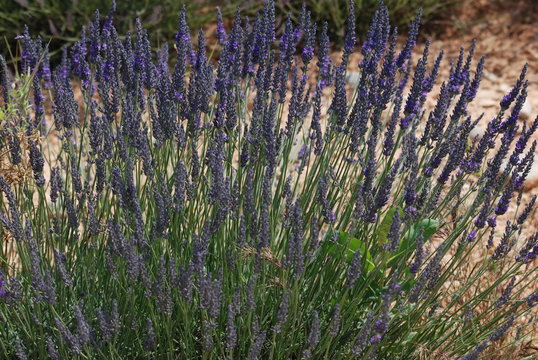 fleur mauve