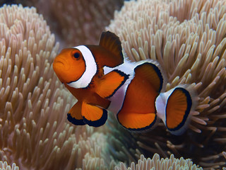 Westlicher Clownfisch