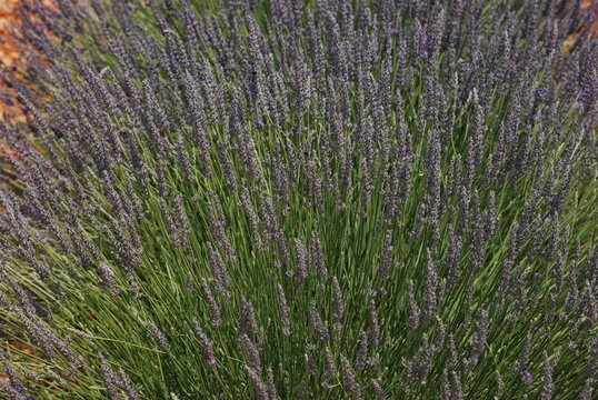 provence