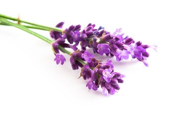 Fototapeta premium Lavendel