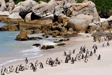 Fototapete Südafrika Südafrika - Pinguin