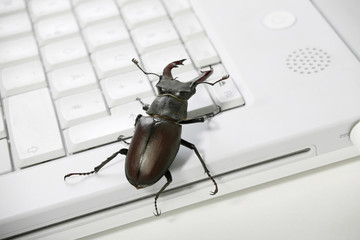 Käfer auf Laptop