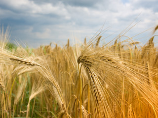 oats close-up