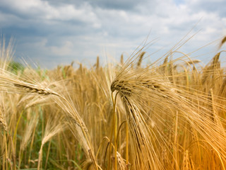 Fototapeta premium oats close-up