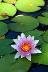 water lily