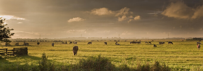 Panorama of dutch landscape with cows just before thunderstorm