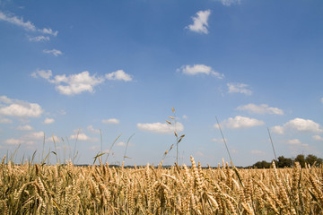 Weizenfeld im Sommer