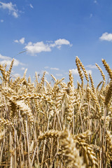 Weizenfeld im Sommer