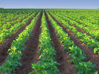 Potato Farm