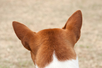 Back of the head of a dog with nothing between his ears
