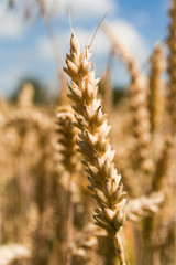 Weizenfeld im Sommer